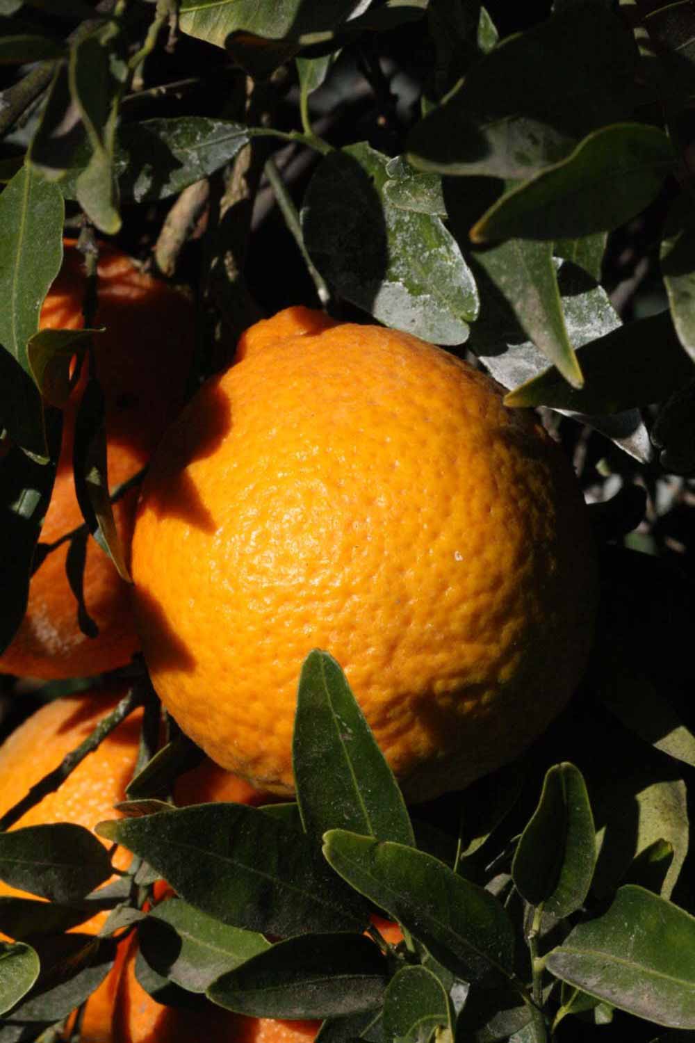              Fruit (Riverside, CA)       